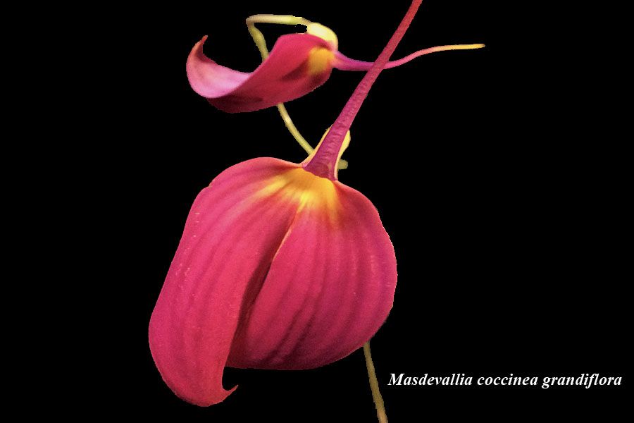 Masdevallia coccinea grandiflora