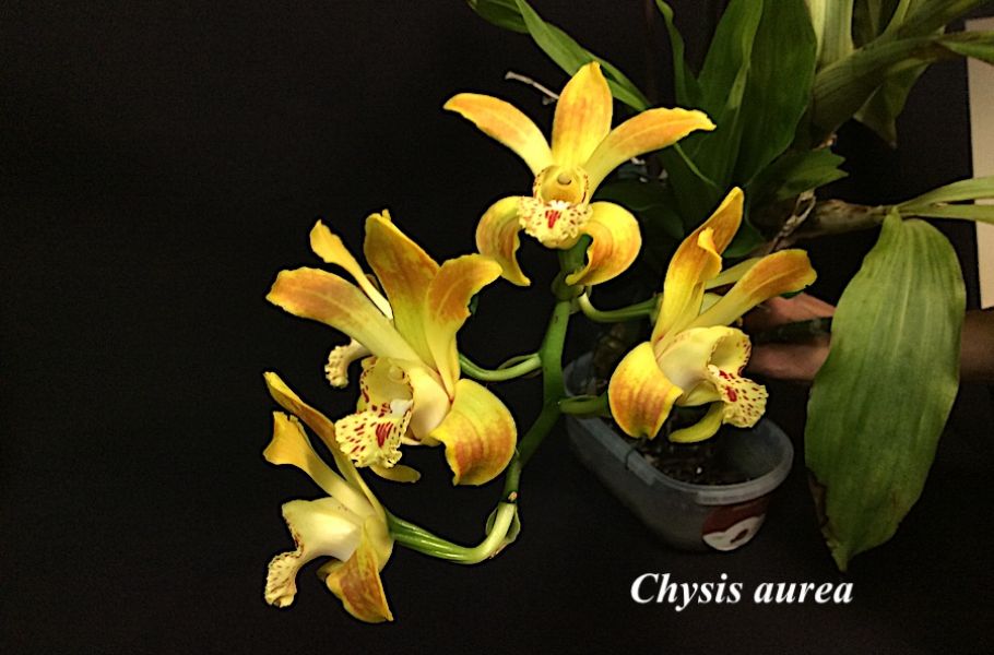 Chysis aurea
