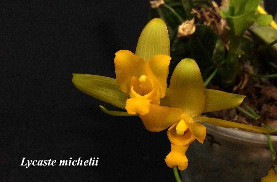 Lycaste michelii