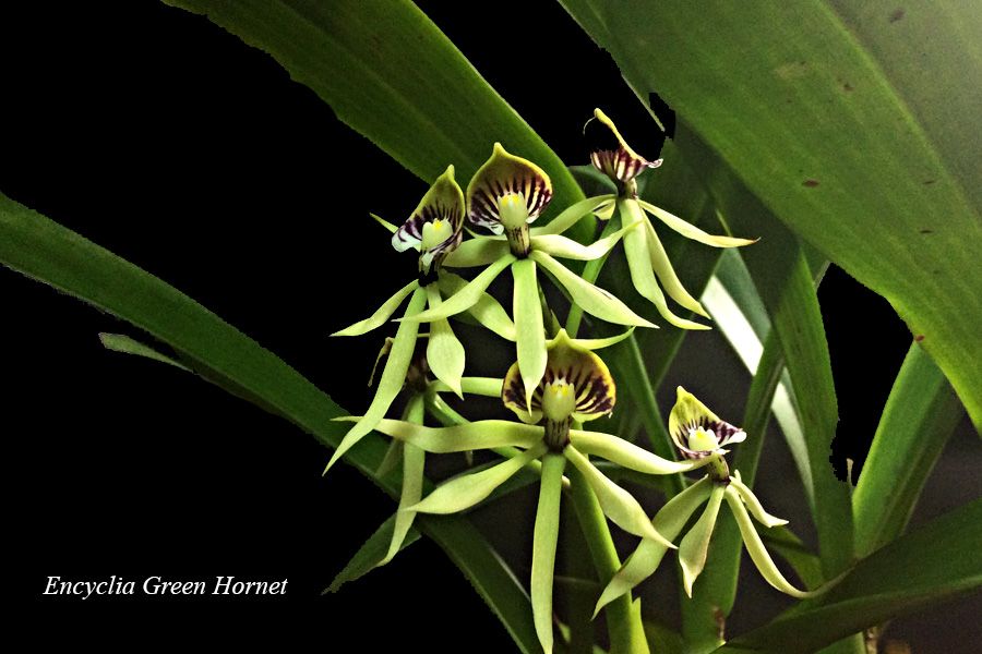 Encyclia Green Hornet