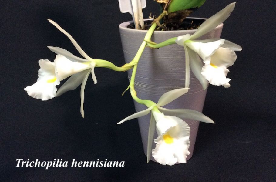 Trichopilia hennisiana