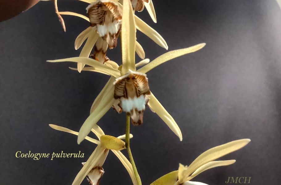 Coelogyne pulverula