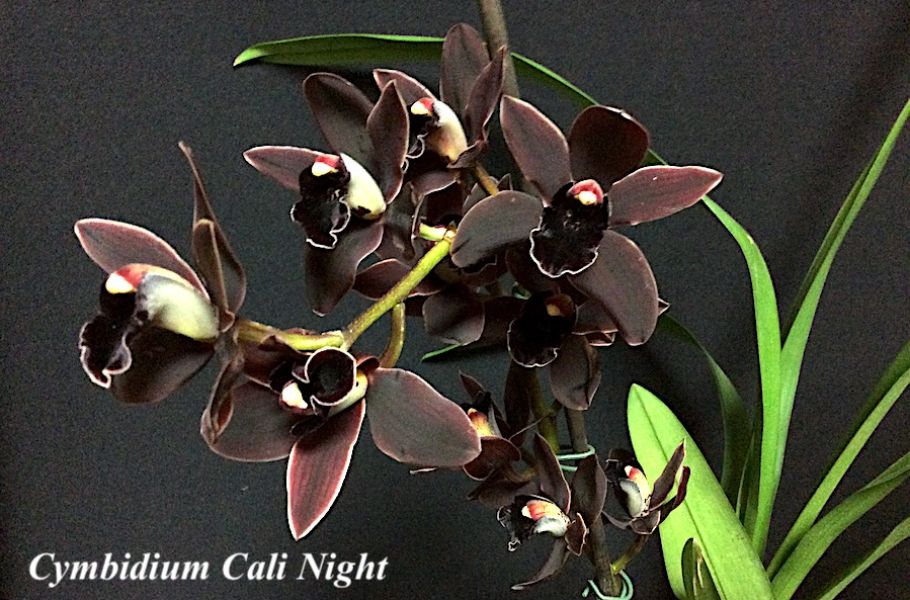 Cymbidium Cali Night 