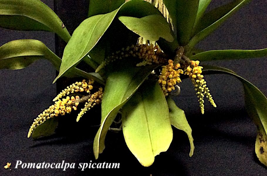 Pomatocalpa spicatum